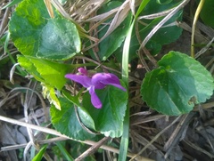 Viola odorata