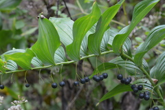 Polygonatum biflorum commutatum