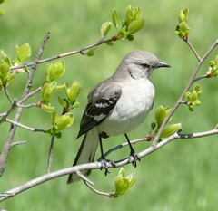 Mimus polyglottos