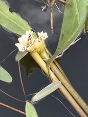 Aponogeton distachyos