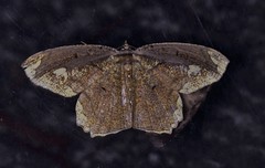 Pareumelea eugeniata