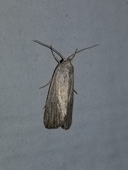 Catabena lineolata