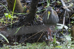 Pardirallus nigricans