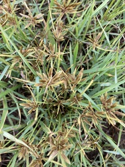 Cyperus