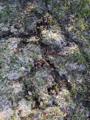 Talpa europaea