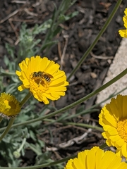 Halictus farinosus