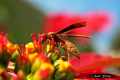 Polistes mexicanus
