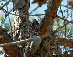 Turdus migratorius