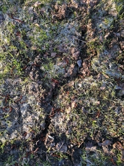 Talpa europaea
