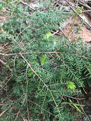 Tsuga heterophylla