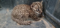 Leopardus geoffroyi