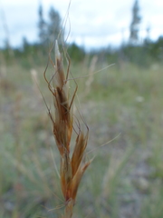 Helictochloa hookeri
