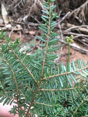 Tsuga heterophylla