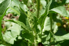 Rumex