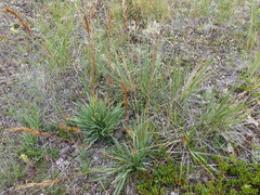 Helictochloa hookeri