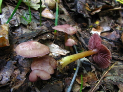 Mycena rutilantiformis