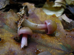 Mycena rutilantiformis