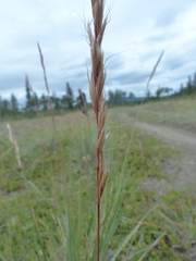 Helictochloa hookeri