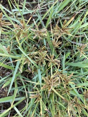 Cyperus