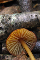Mycena atkinsoniana