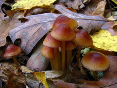 Mycena atkinsoniana
