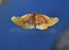 Pyrinioides sinuosus