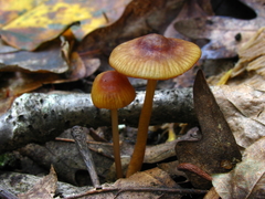Mycena atkinsoniana