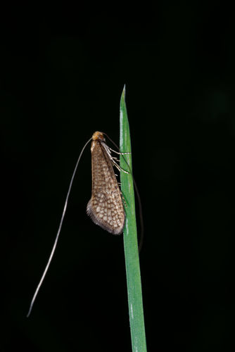 Nematopogon adansoniella