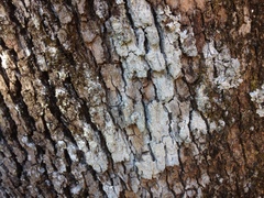 Lecanora nothocaesiella