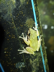 Kurixalus berylliniris