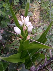 Cephalanthera longifolia image