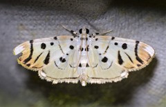 Pycnarmon radiata