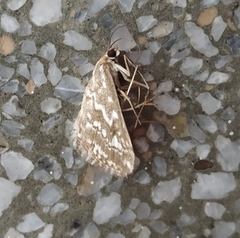Evergestis frumentalis