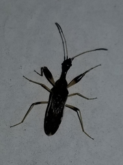 Myodocha serripes