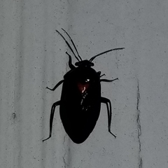 Deraeocoris sayi