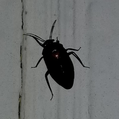 Deraeocoris sayi