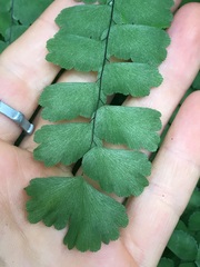Adiantum amplum