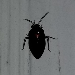 Deraeocoris sayi