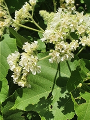Dombeya kirkii