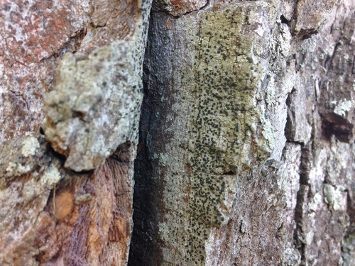 Cresponea image