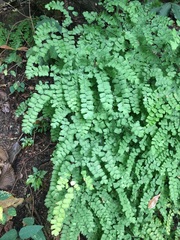 Adiantum amplum