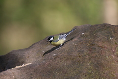 Parus major newtoni