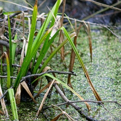 Carex pseudocyperus