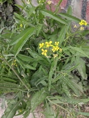 Sisymbrium orientale
