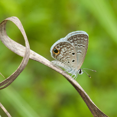 Hemiargus ceraunus filenus