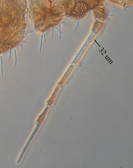 Chaitophorus
