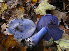 Phlegmacium velicopium