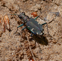 Cicindela ancocisconensis