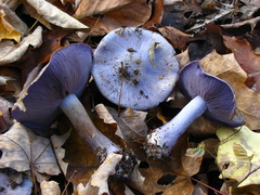 Phlegmacium velicopium