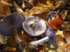 Phlegmacium velicopium